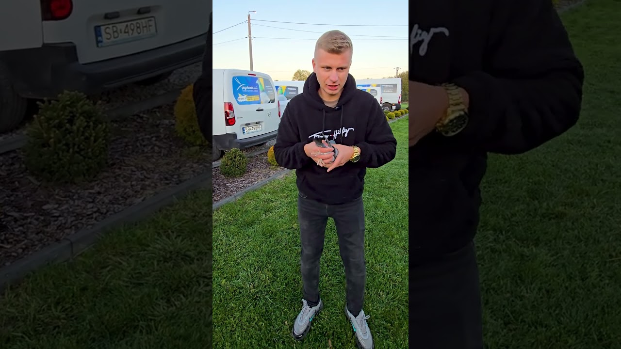 PIGEBOOK BREEDING - Aukcja numer dwa ! (Wiktor Furman)