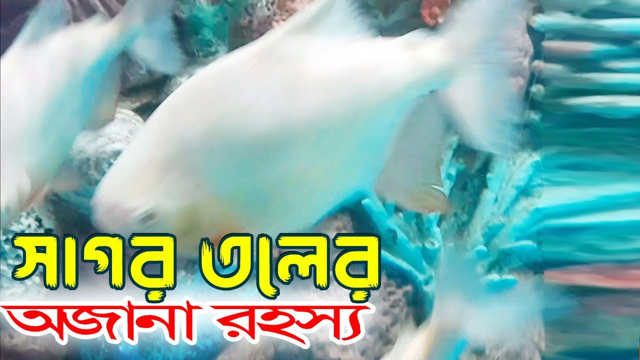 সাগর তলের অজানা রহস্য কক্সবাজার রেডিয়েন্ট ফিস ওয়ার্ল্ড। Tipu Haldar Documentary