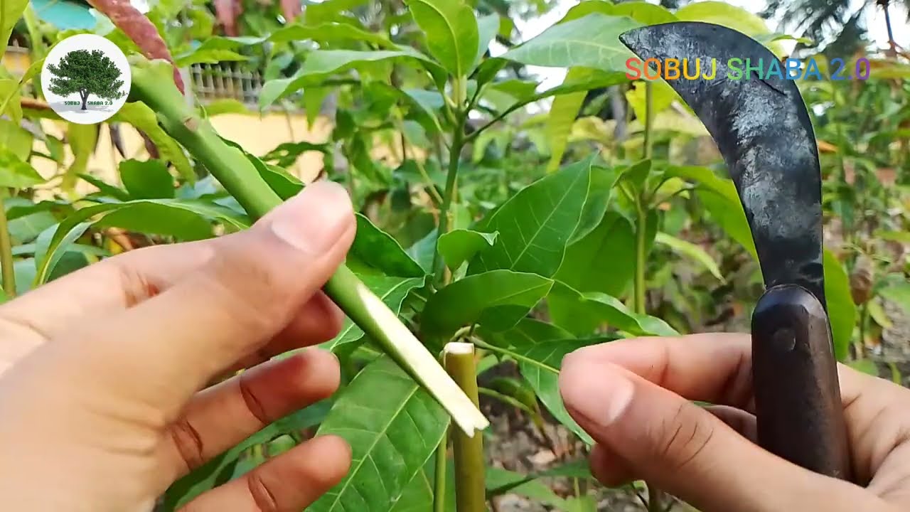 আম গাছে কলম করার পর ব্যর্থ হওয়ার কারণ/Causes of failure after grafting on mango trees