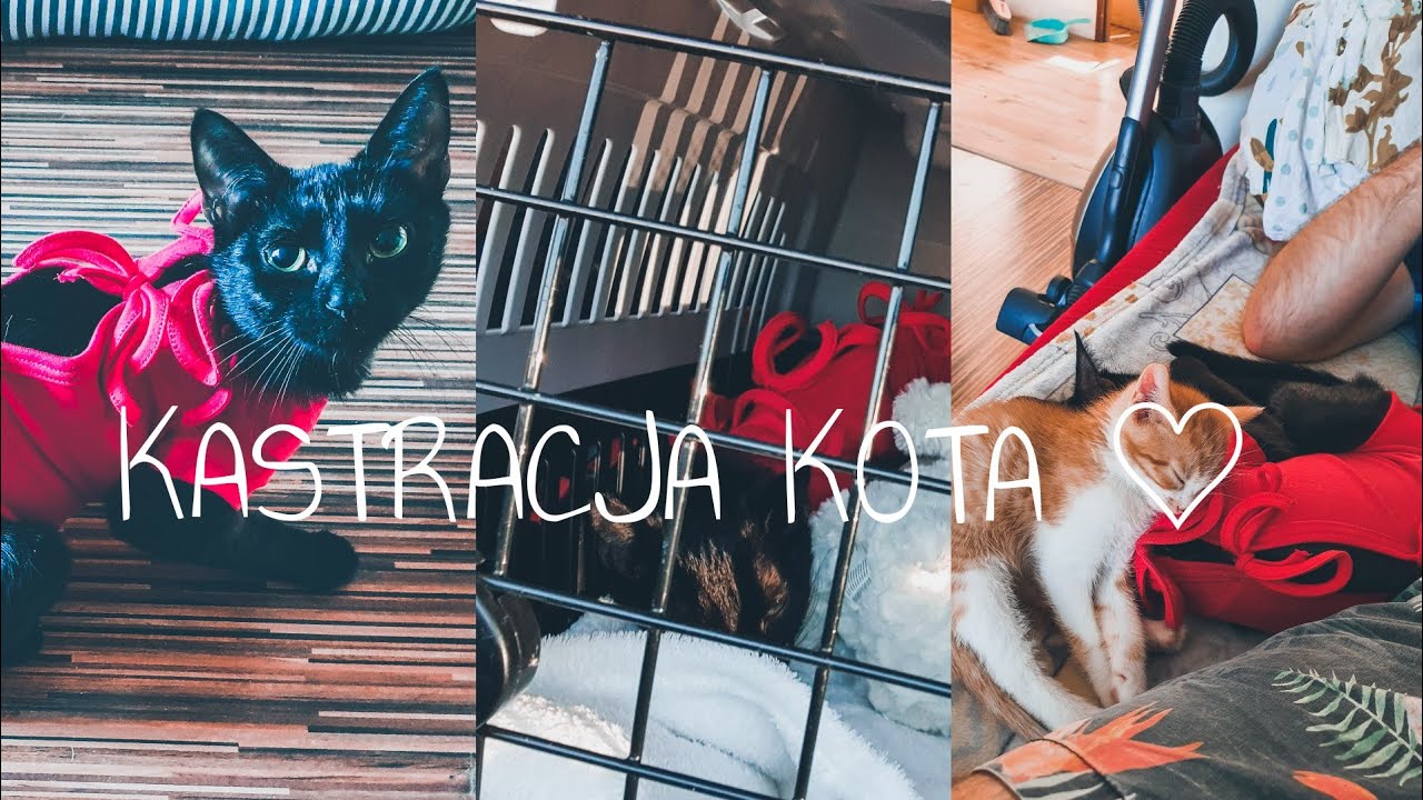 KASTRACJA KOTKI 👩‍⚕️👨‍⚕️🦋