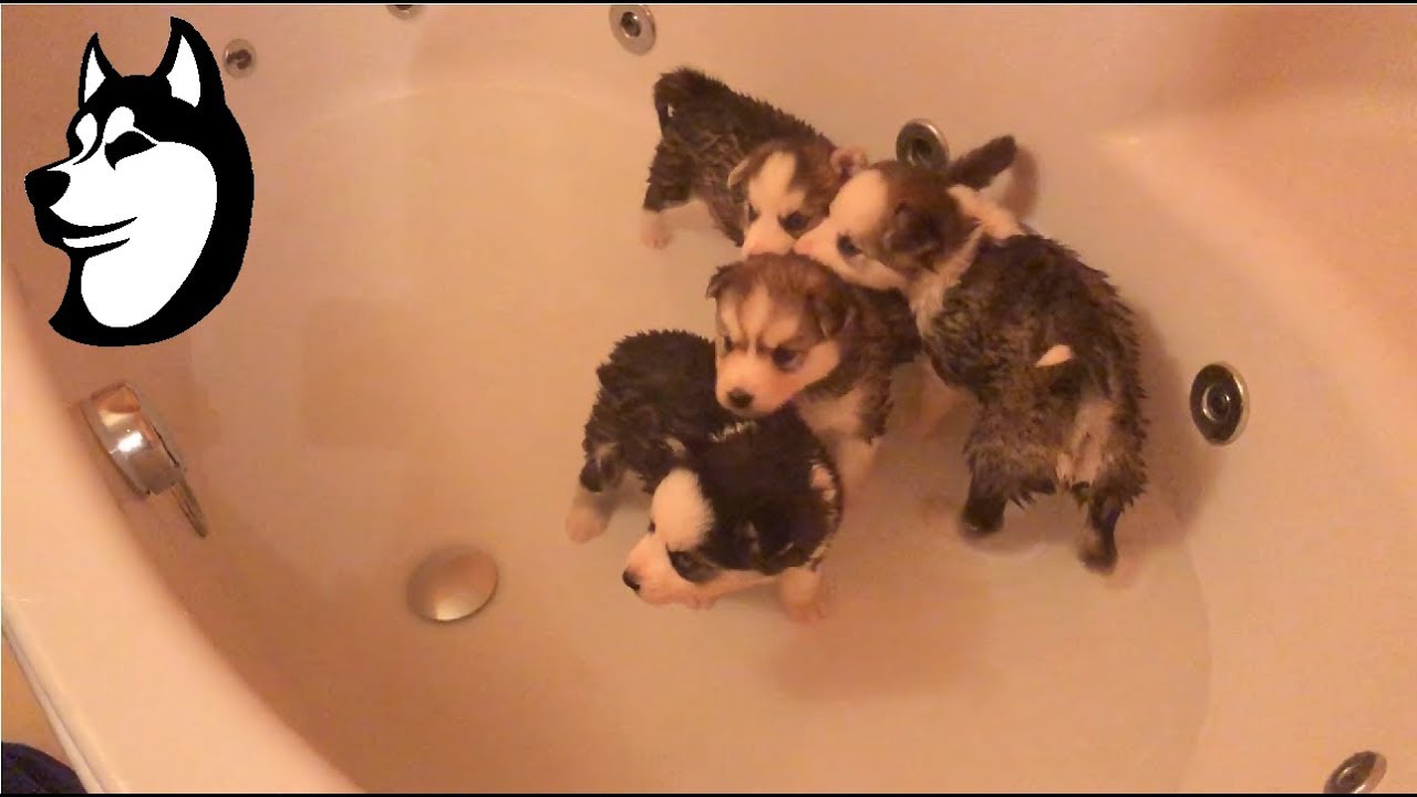 Siberian Husky Puppy First Bath: 5 Weeks Old (2017)