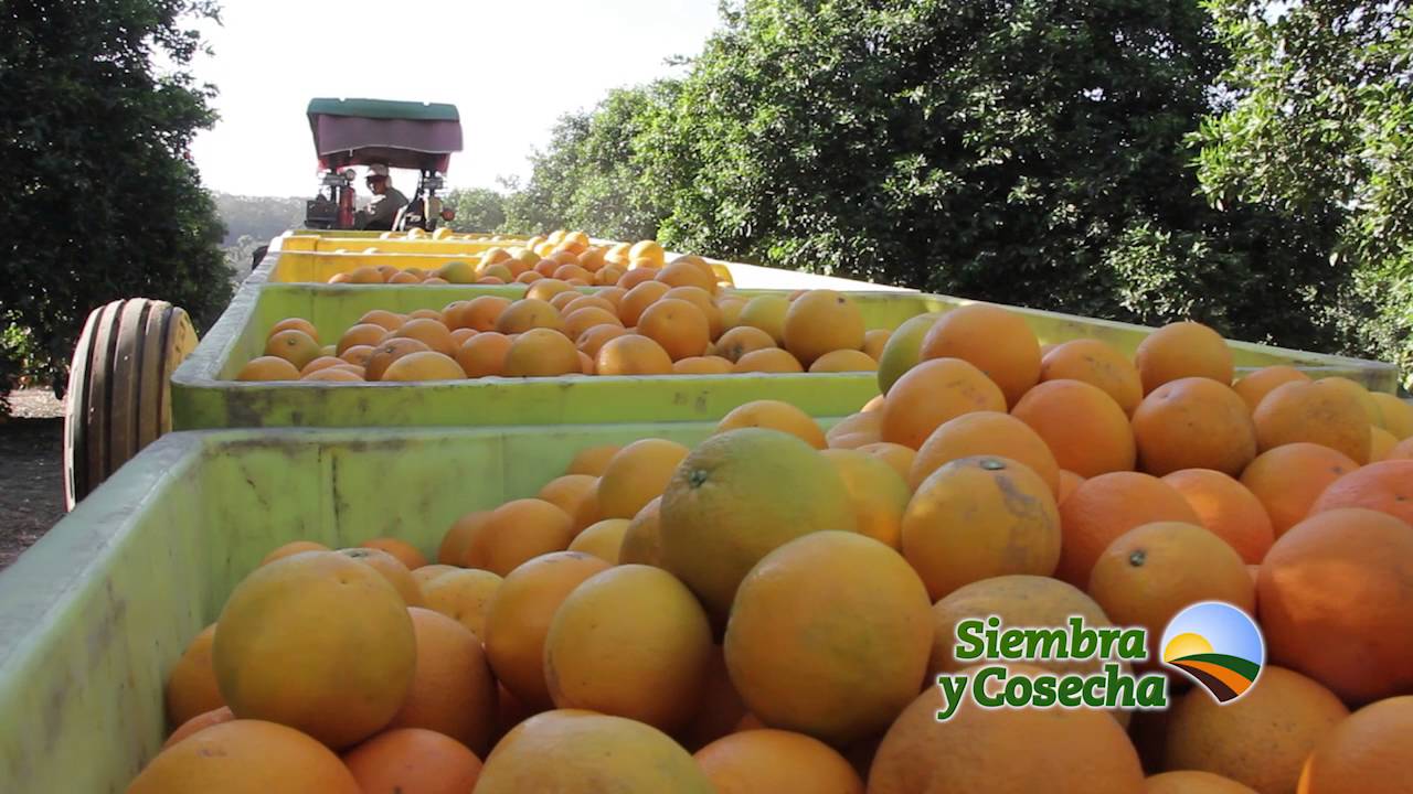 SIEMBRA Y COSECHA TV: Producción de naranjas en Ledesma