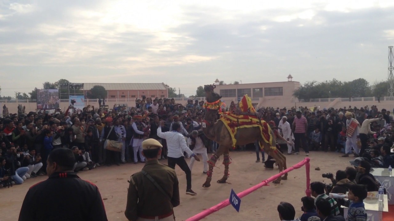 Camel festival 2017 , Bikaner