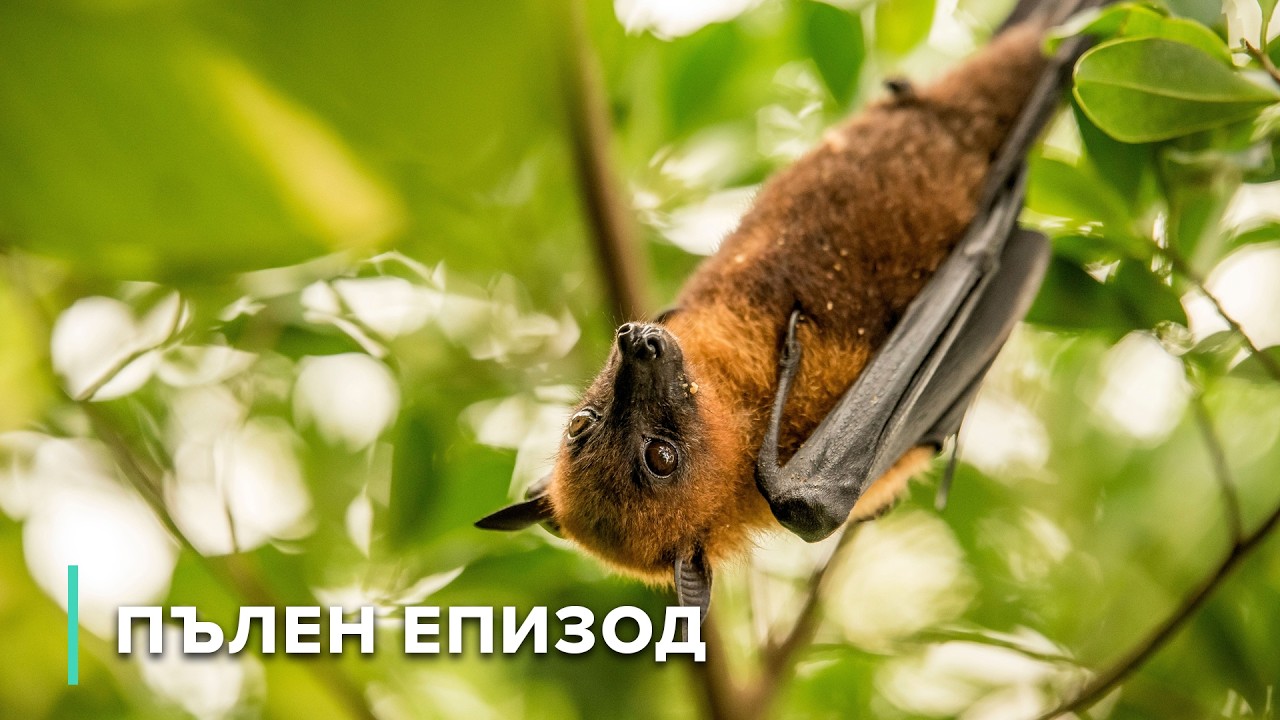 Гигантските прилепи на Австралия полетяват | Тайните на дивата Австралия 104