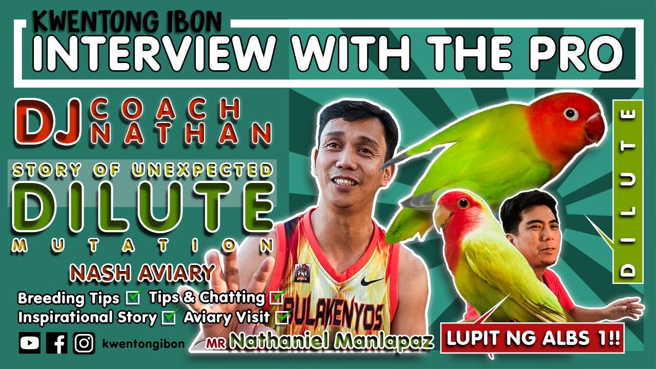 UNEXPECTED DILUTE AFRICAN LOVEBIRDS | KWENTONG IBON MEET DJ COACH NATHAN | AVIARY VISIT
