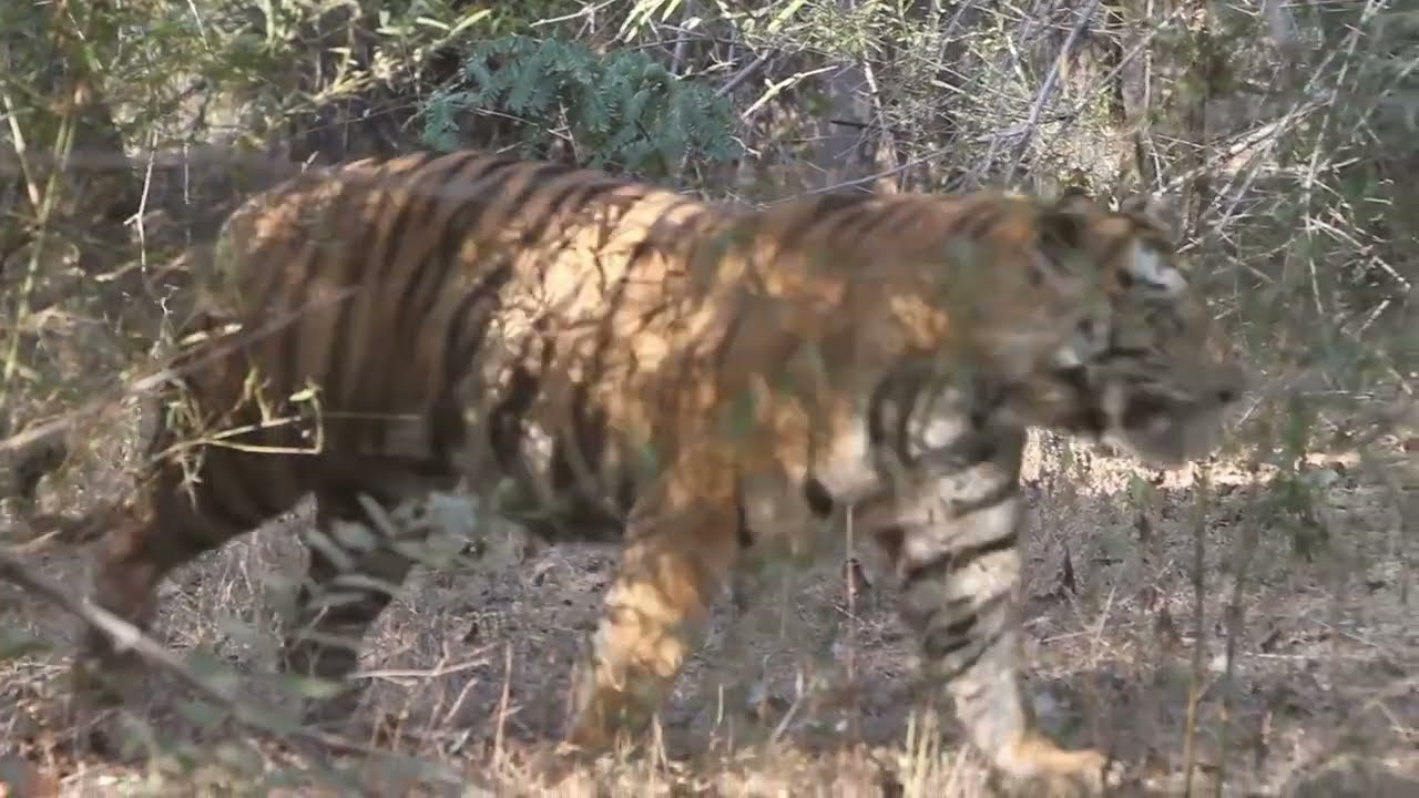 Most Sought After Tiger!
