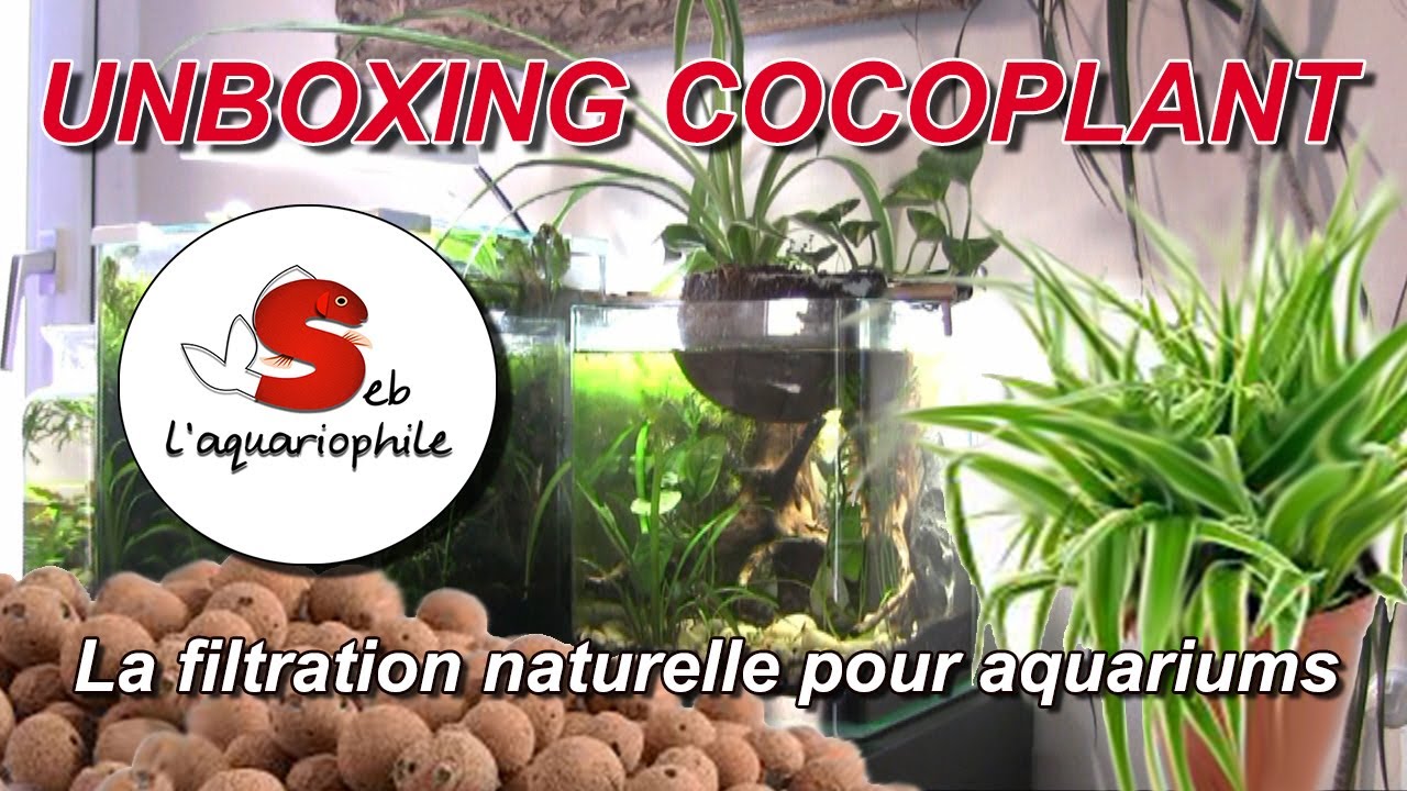 Filtre d'aquarium , la Filtration naturelle pour aquarium / cocoplant filtration low-tech