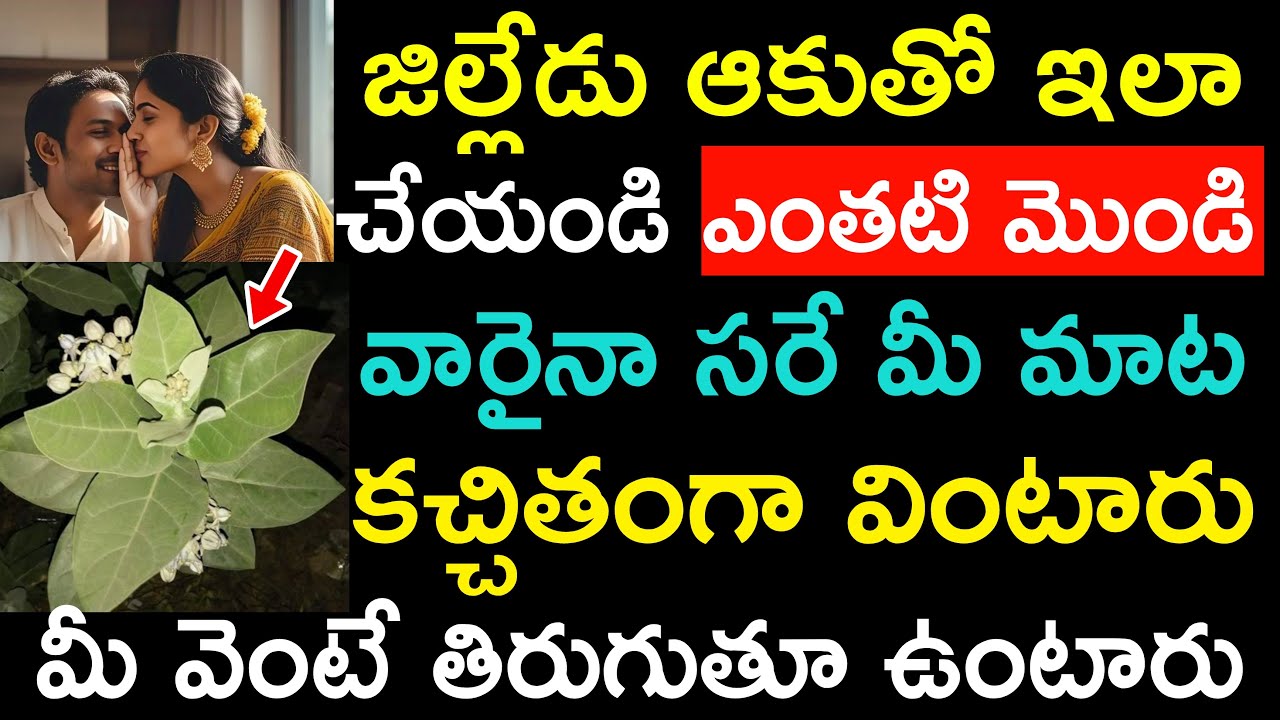 జిల్లేడు ఆకుతో ఇలా చెయ్యండి ఎంతటి మొండి వారైనా సరే మీ మాట కచ్చితంగా వింటారు మీ వెంటే తిరుగుతారు