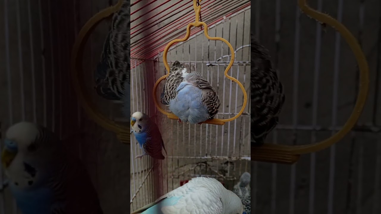 Form the heart of australia pure beauty# in motion 💚🦜