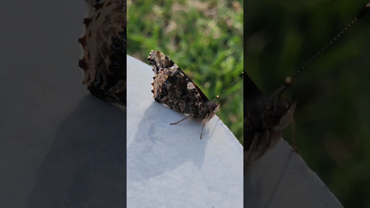 Red Admiral Butterfly 🦋