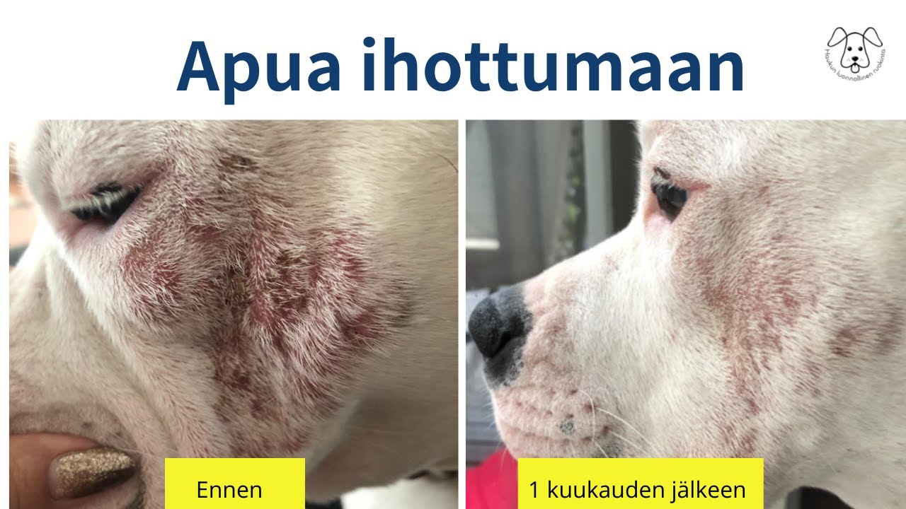 Mistä apua koiran ihottumaan ja vatsaoireiluun?