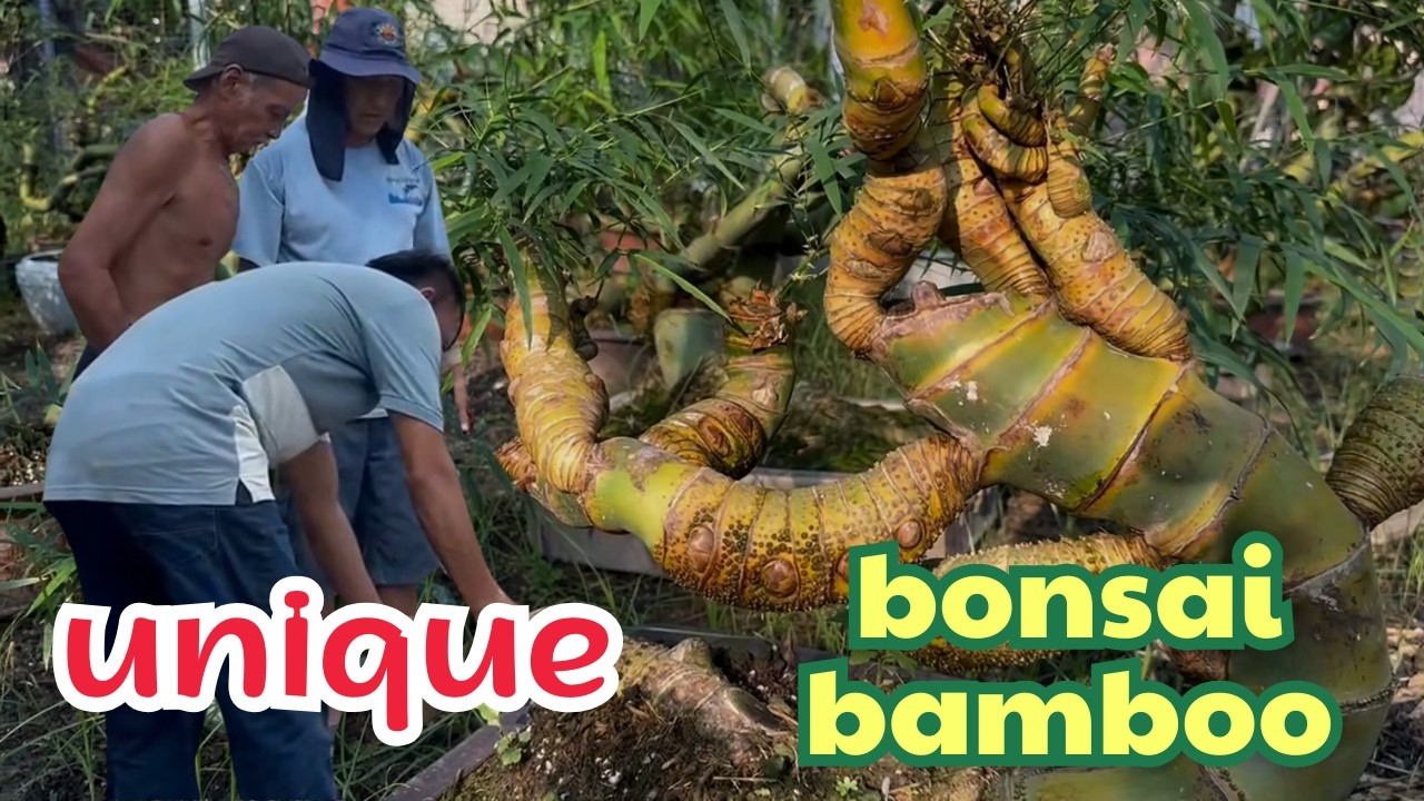 Visiting the Largest and Most Unique Bonsai Bamboo Garden in Vietnam