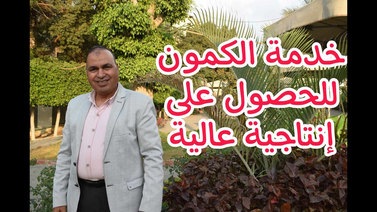 خدمة الكمون للحصول إنتاجية عالية