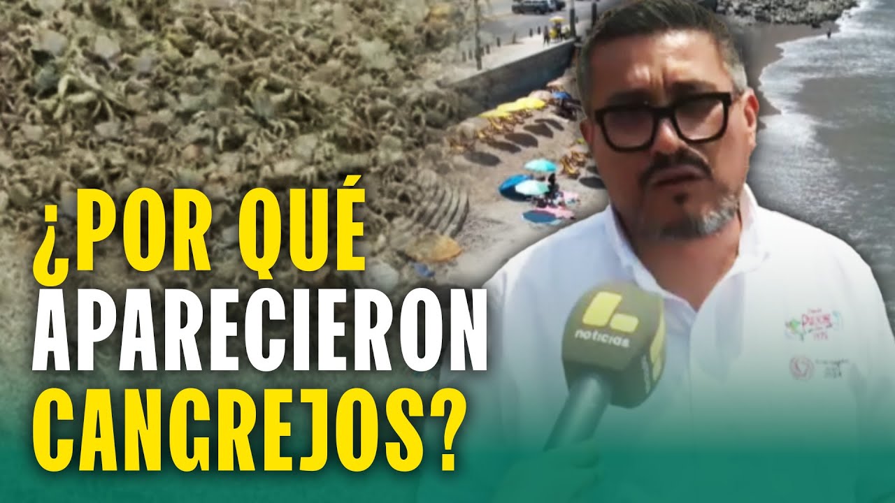Autoridades se pronuncian de cangrejos en playa La Herradura: ¿Aparecieron por regreso de la arena?