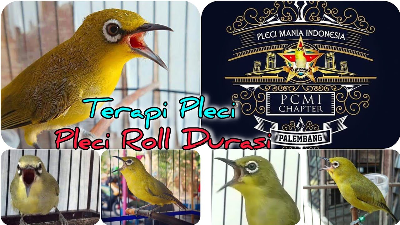 Pleci Roll Durasi Untuk Terapi Pleci Ngalas Buka Paruh 