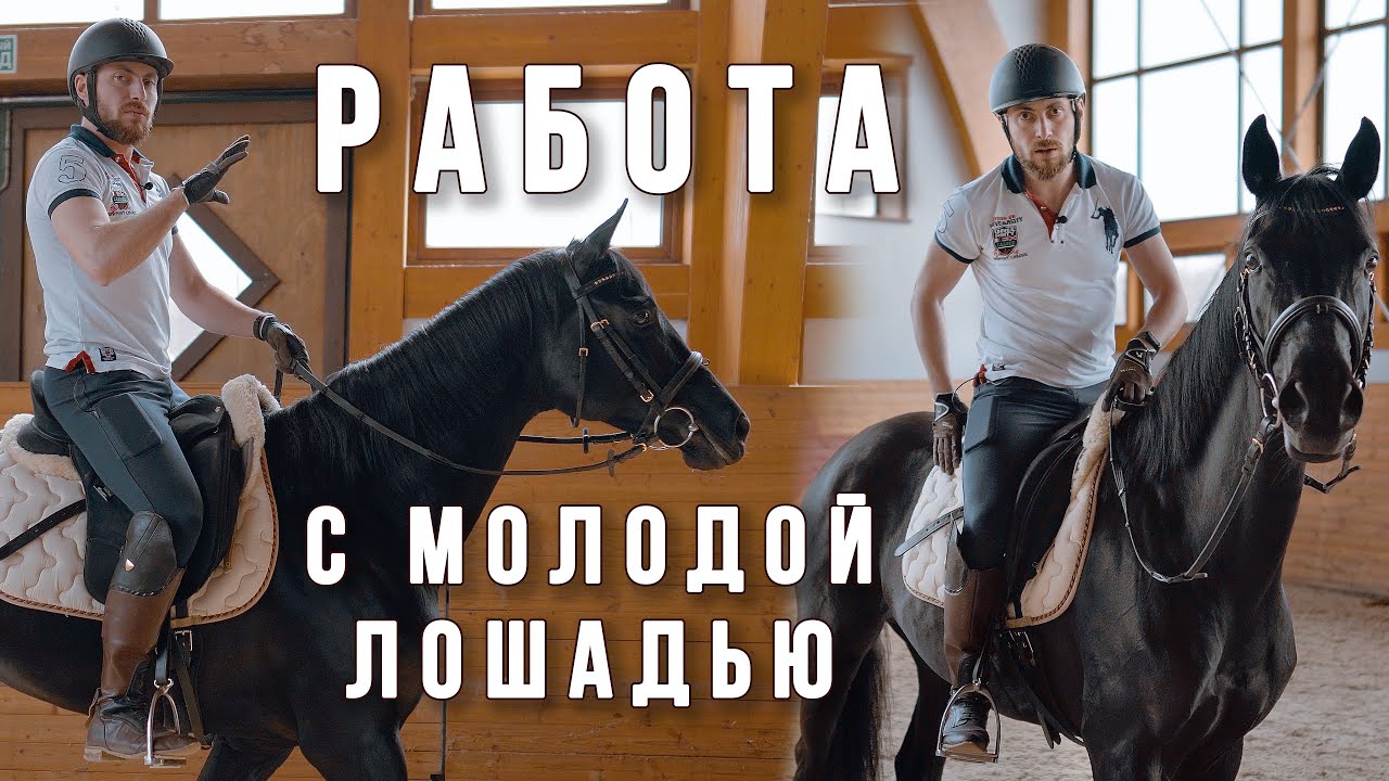 Работа с молодой лошадью (заключительная серия)