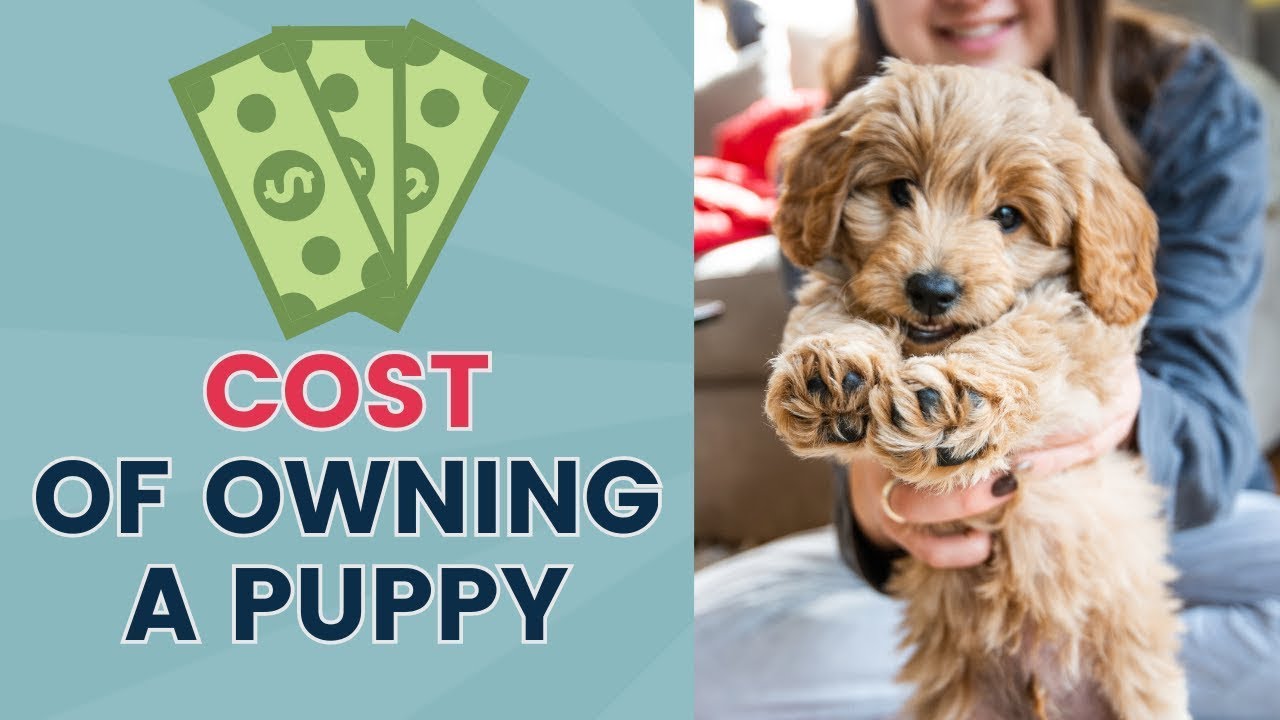 How Much Does it Cost to Own a Puppy?
