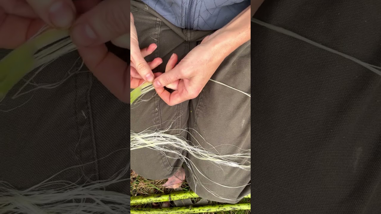 Milkweed Processing for Fiber Part 1