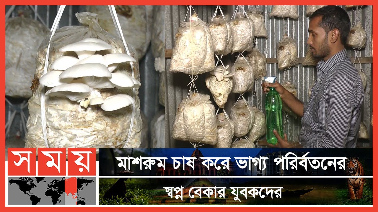 মাশরুম ইনস্টিটিউট থেকে প্রশিক্ষণ নিয়ে মাশরুম চাষে সফলতা | Sirajganj Mushroom Farm | Somoy TV