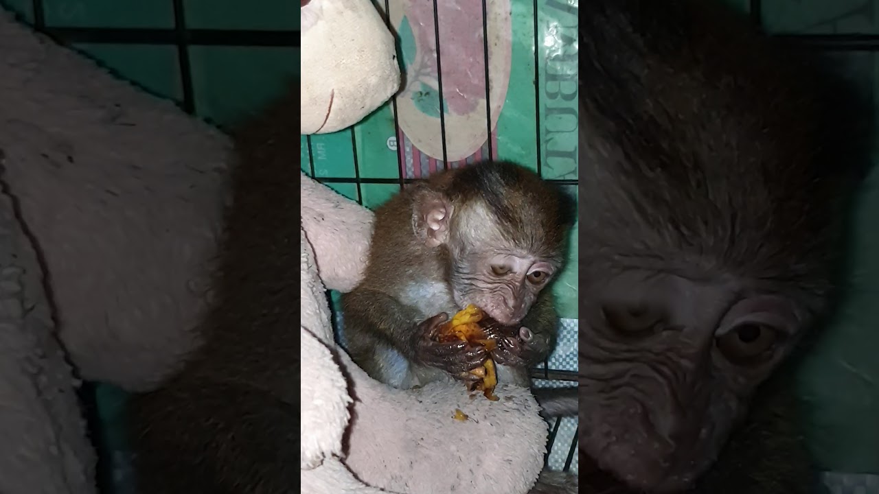 Monyet suka pisang emas