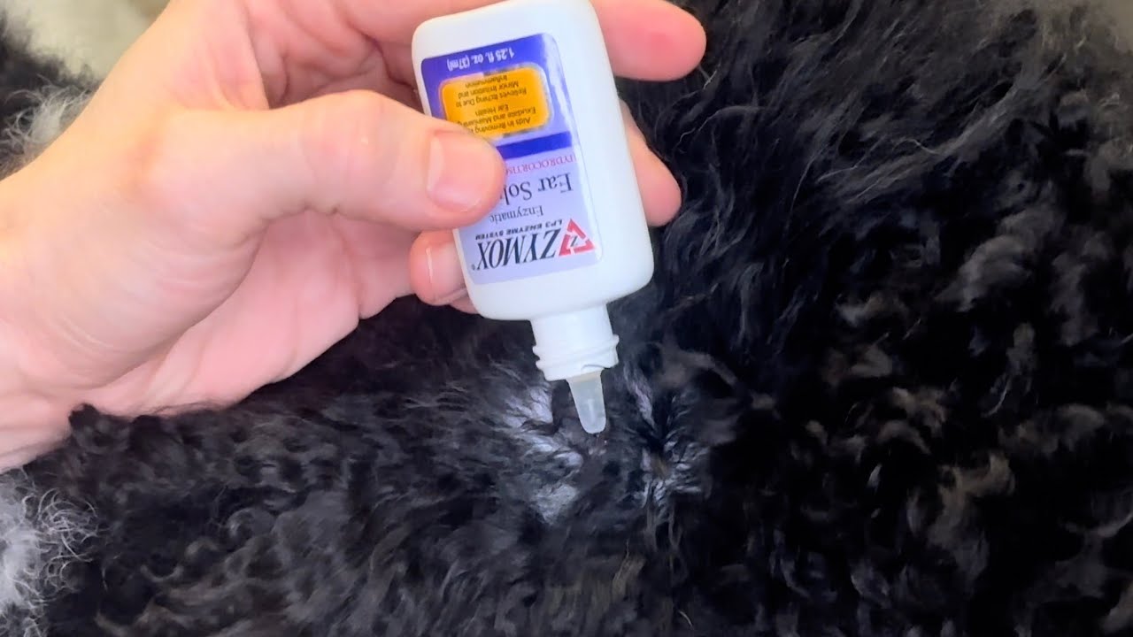 Dog Ear Infection? How to Use Zymox Otic for Itch Relief