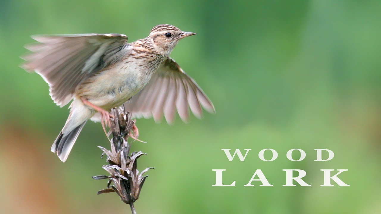 WOODLARK bird singing and chirping in the spring forest, bird sounds