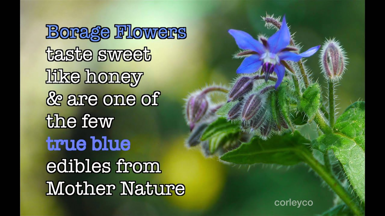 Blue Borage Flower is Edible