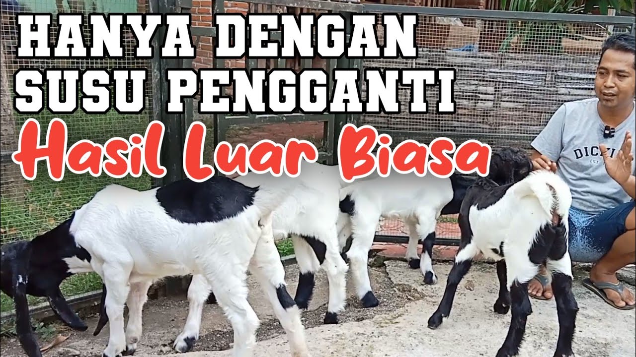 Info Kambing - Cara Tepat Pemberian Susu Pengganti