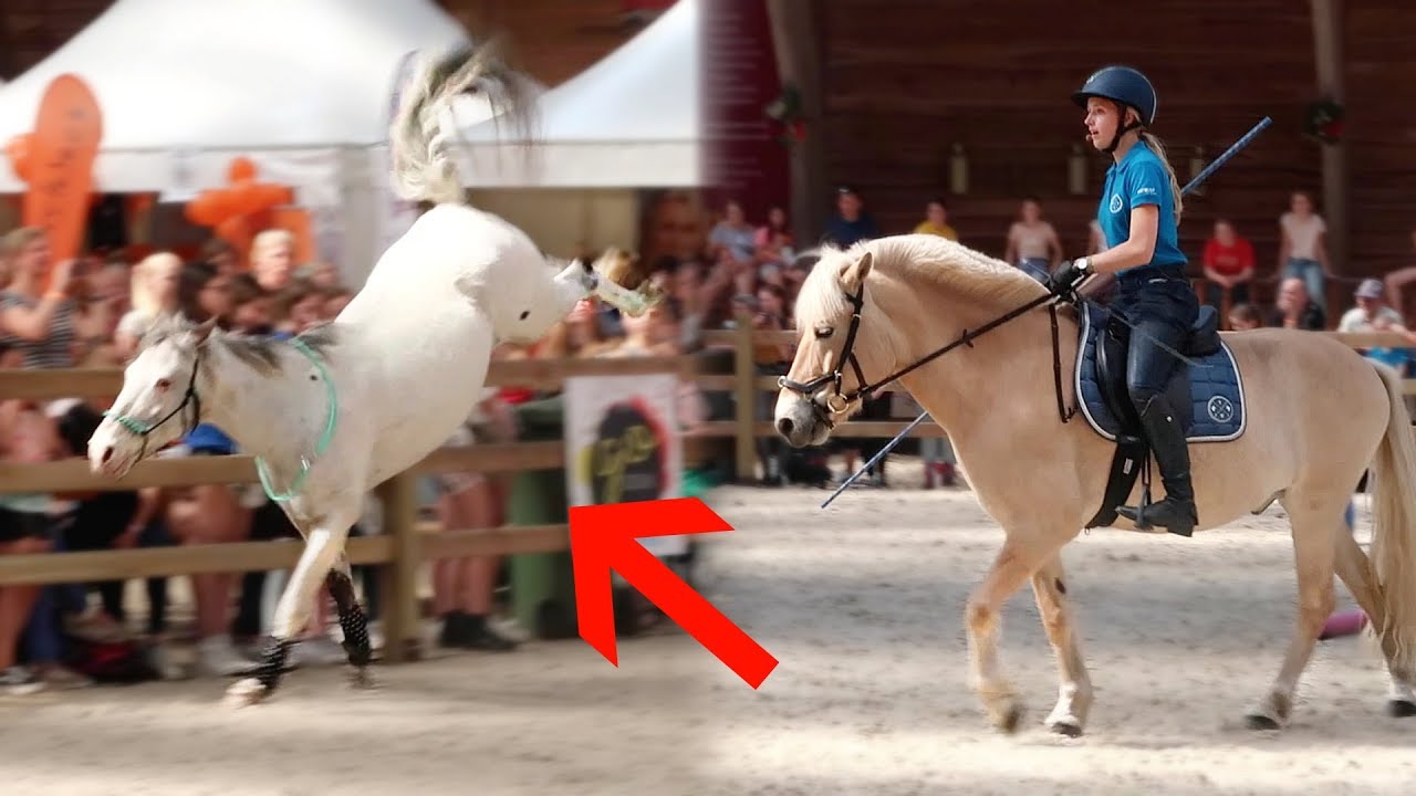 Bokkend paard op show en verrast tijdens Go Social Party! | Vlog #164
