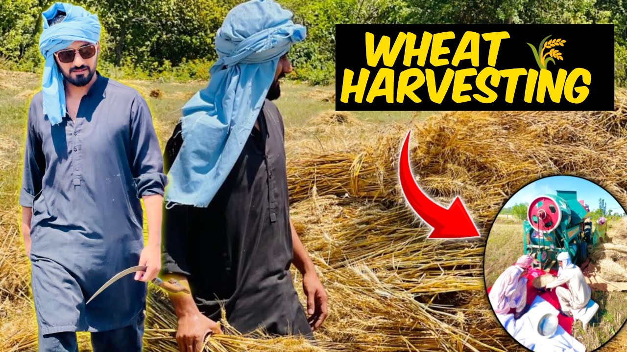 Process of Wheat  Harvesting in my village 🌾😎| Machine khrab ho Gai 🥲| village life | imhamzaali