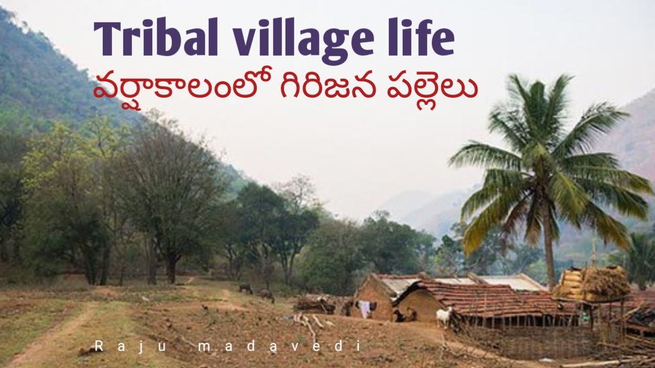 Rainy time in tribal villages || వర్షాకాలంలో గిరిజన పల్లెలు ||Raju Madavedi 