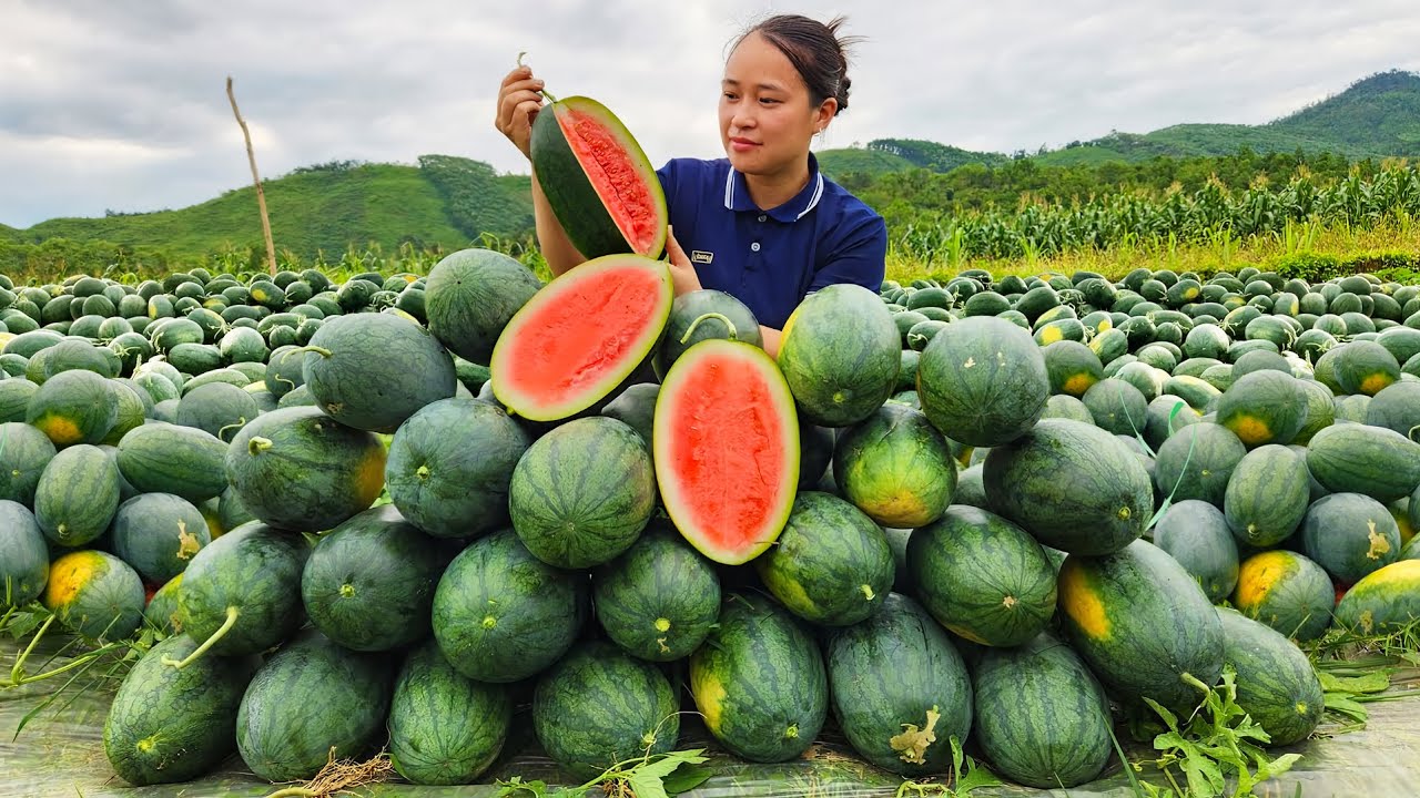 How to Harvest Giant Watermelon in the garden to sell at the market | LTC - Free Bushcraft