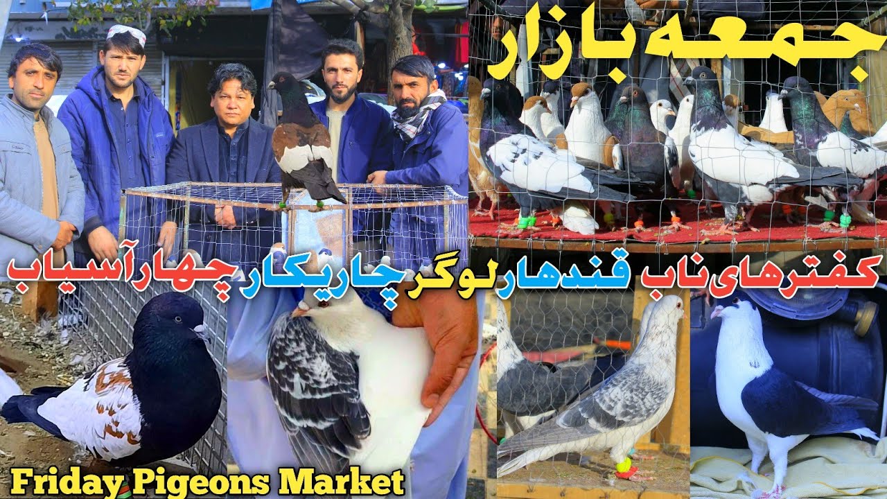 قندهار و چاریکار/جمعه بازار/افزایش فروشنده های کفتر در بازار/کدام کفترها در قندهار نگهداری می شود 🤔🤔
