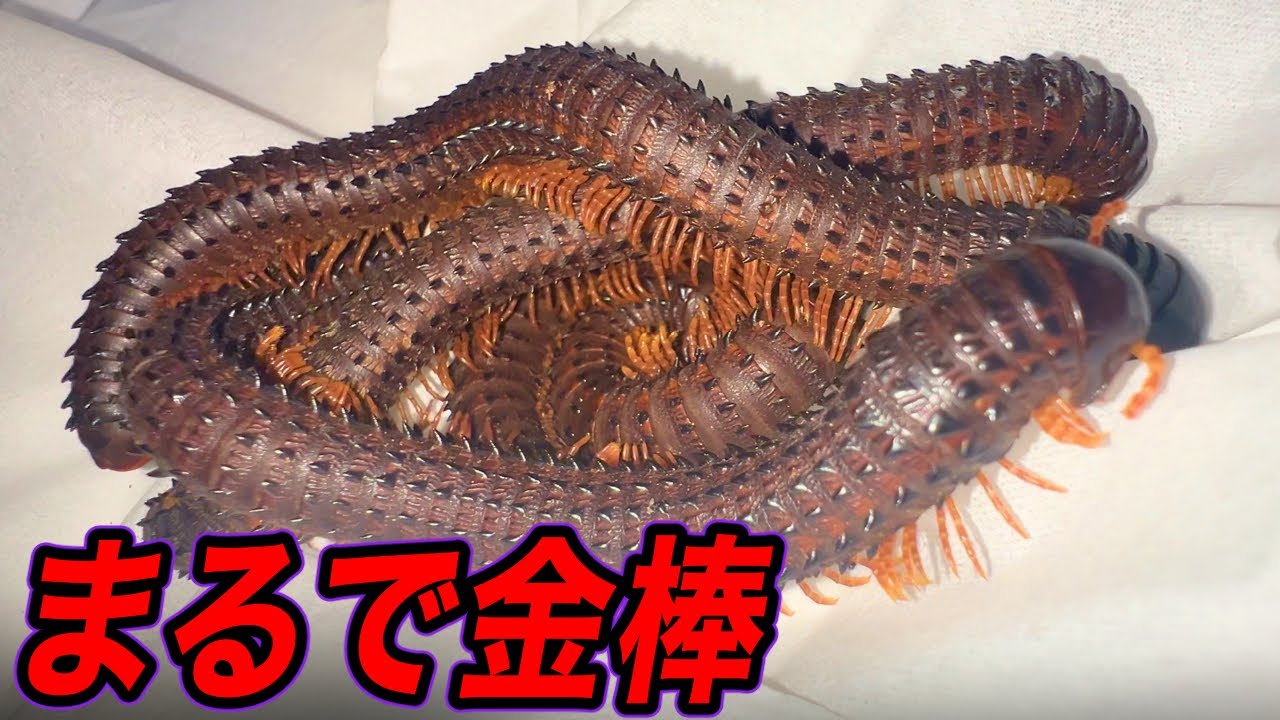 全身トゲだらけの怪物蟲が衝撃的すぎた！！！