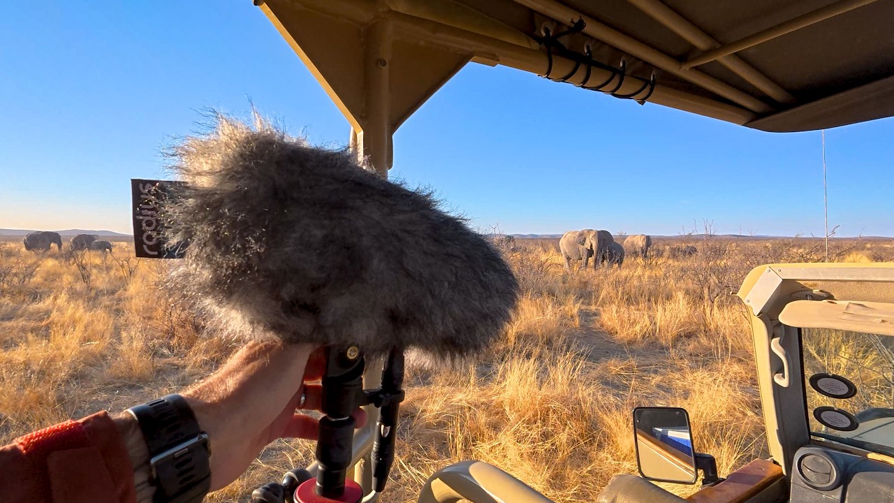 Field recording safari