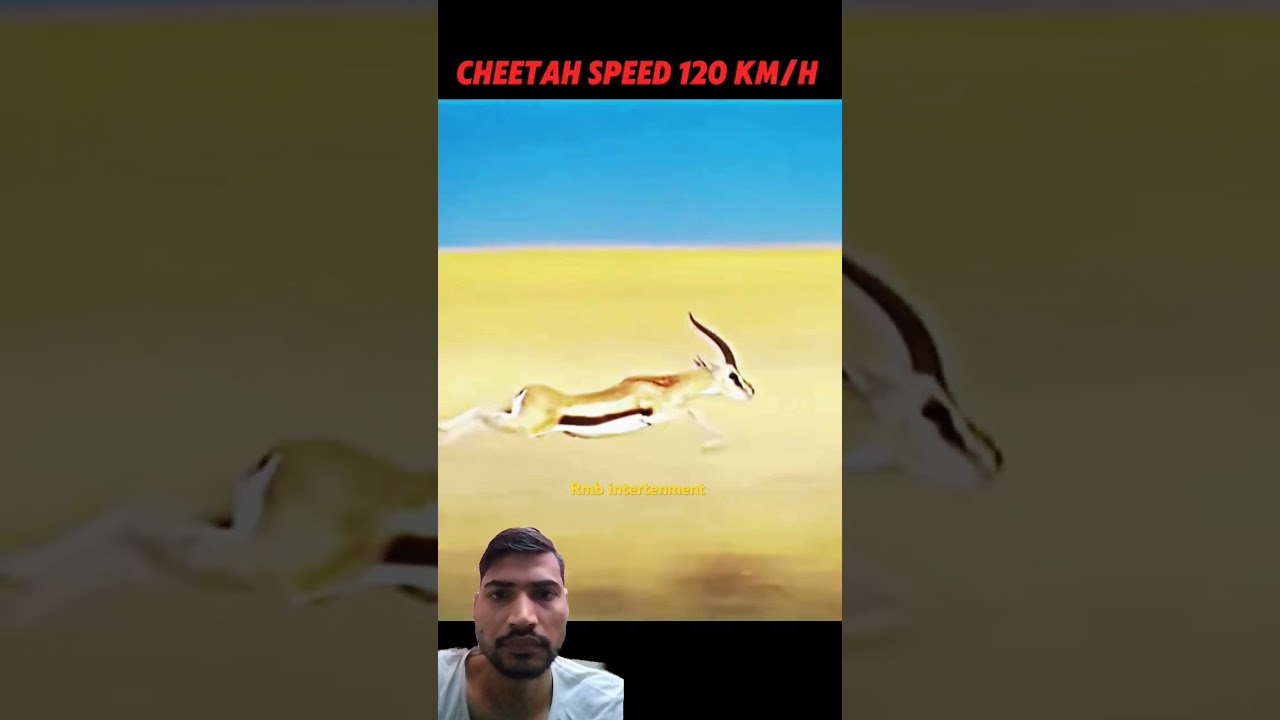 tiger attacks deer , cheetah chases gazelle , hunting , wildlife , cheetah running full speed status