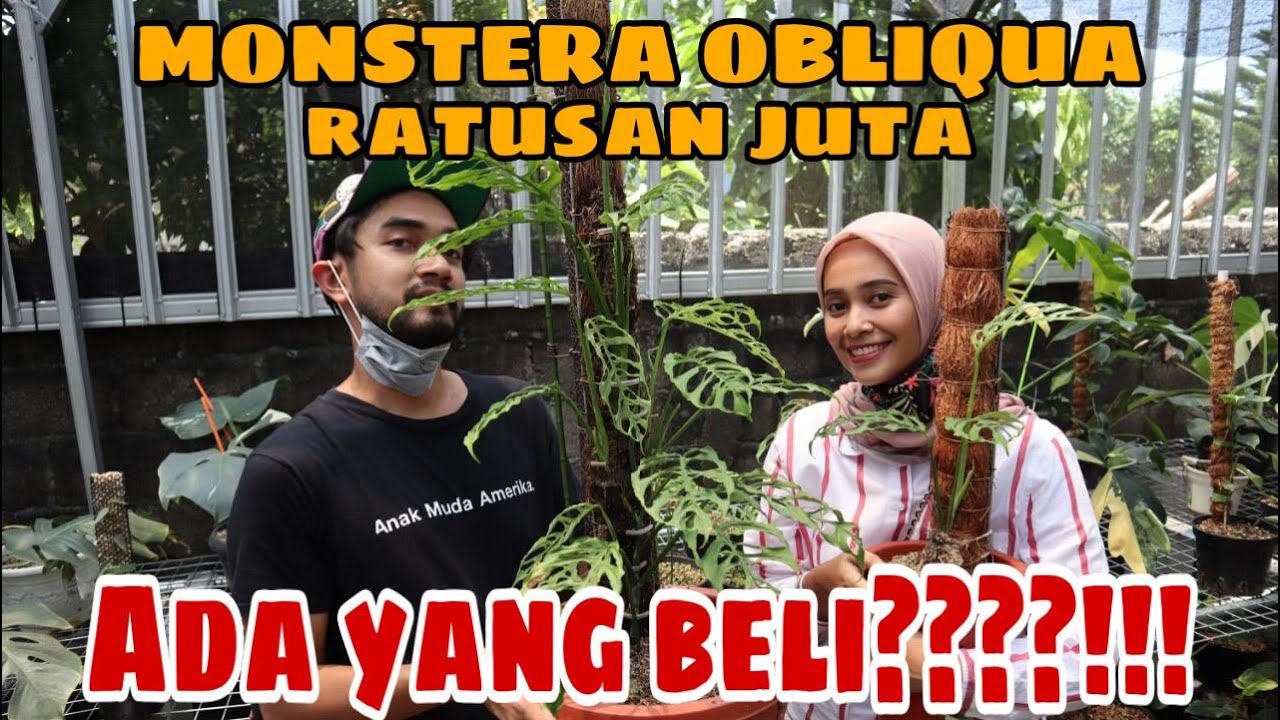 MONSTERA OBLIQUA RATUSAN JUTA EMANG ADA YANG BELI???!! - EP 19