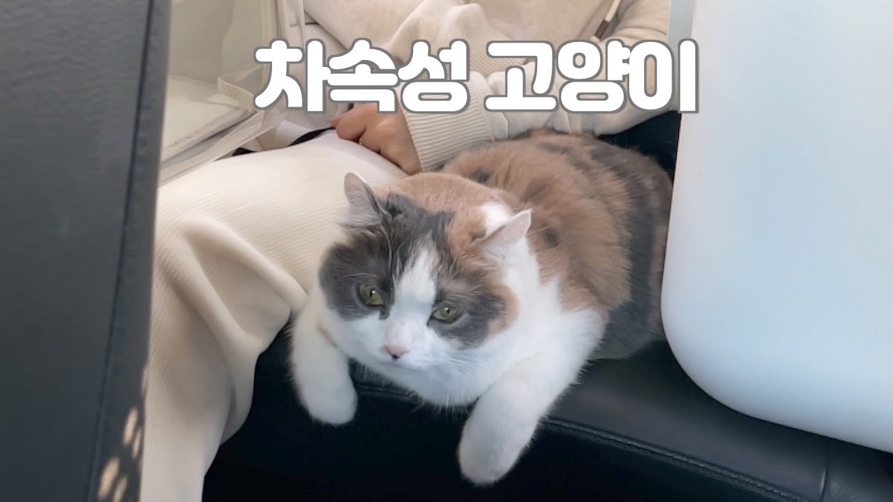 SUB) 쫀회장님, 댁까지 안전하게 모시겠습니다.