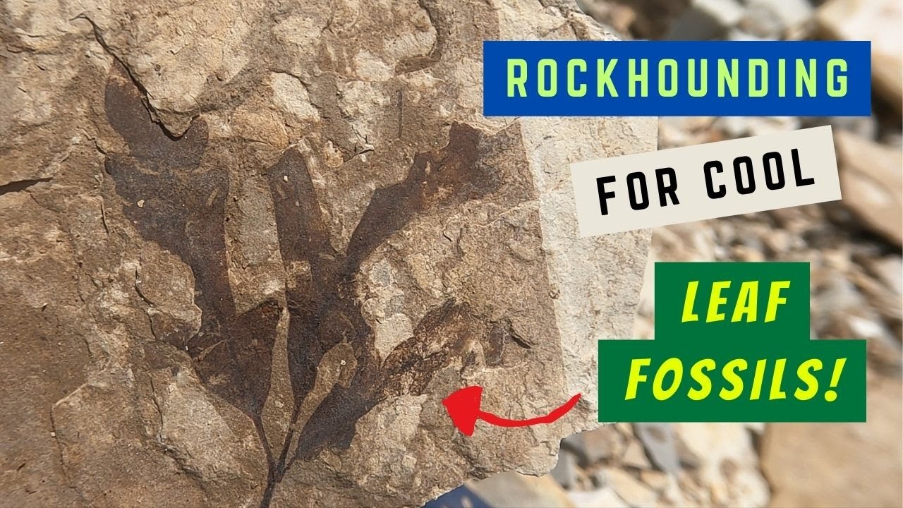 Поиск окаменелостей листьев и насекомых в Колорадо!