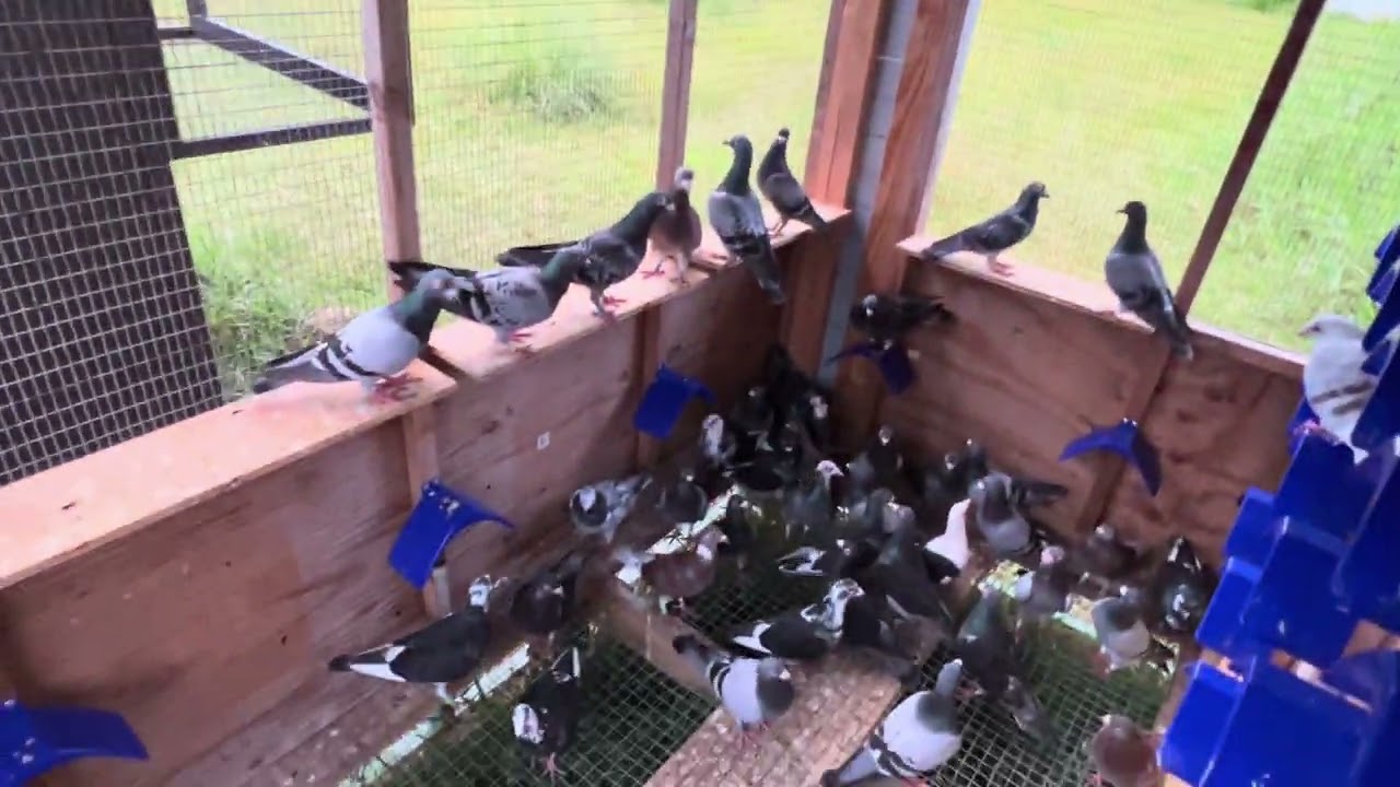 July 5  2024 “ The New Dark loft has some birds ! “