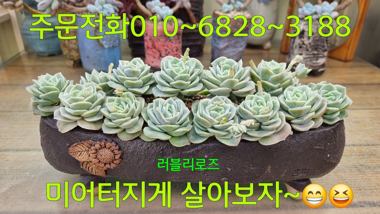 (26.3.3.화)러블리 러블리~~~~😁😆