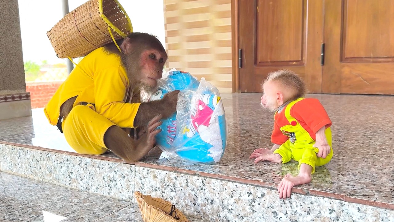 Heart Melting Moment! CUTIS Gives Baby Monkey a Sweet Surprise