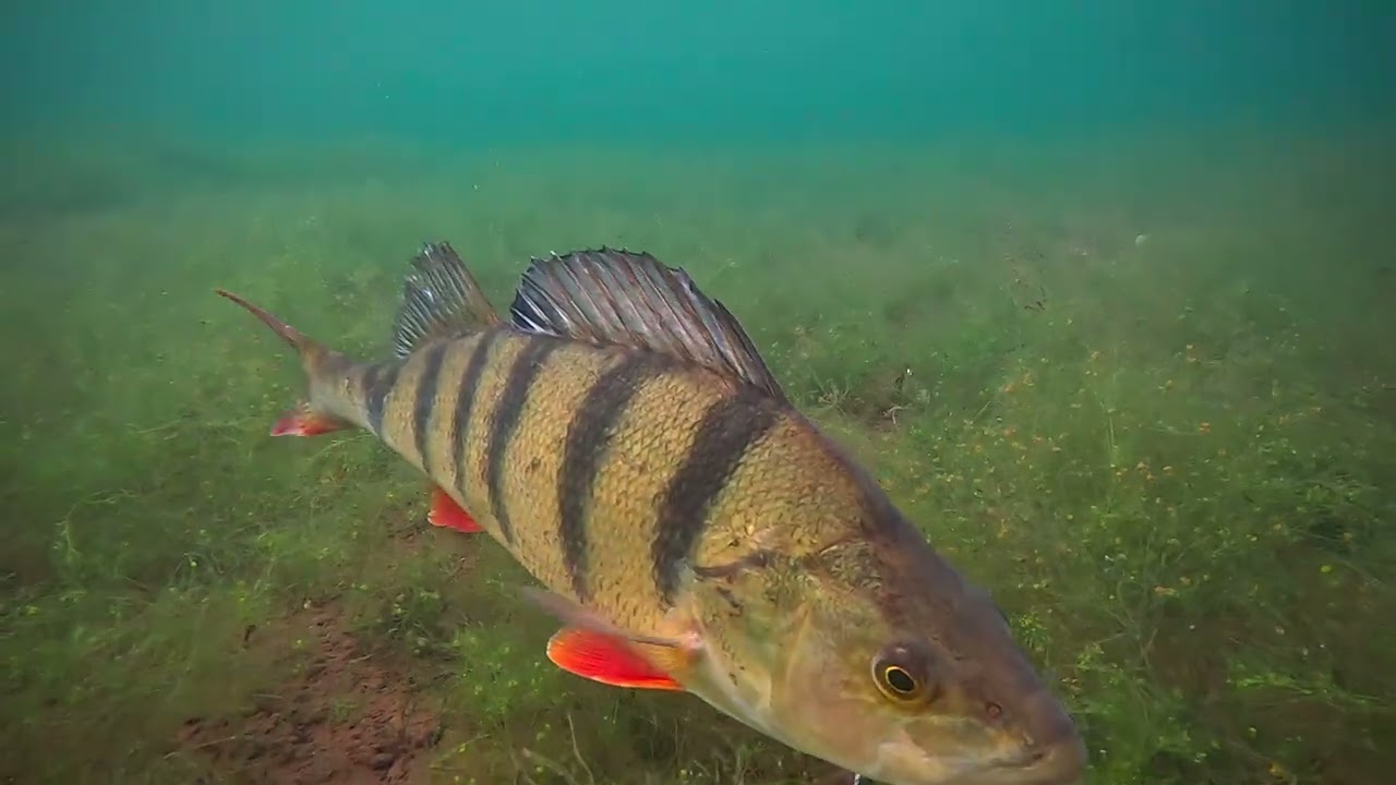 Fische gucken im Heeder See. Barsche und Hechte