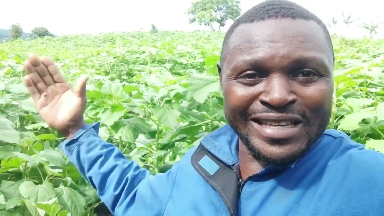 🌻 Le plus grand producteur de tournesol au Cameroun!