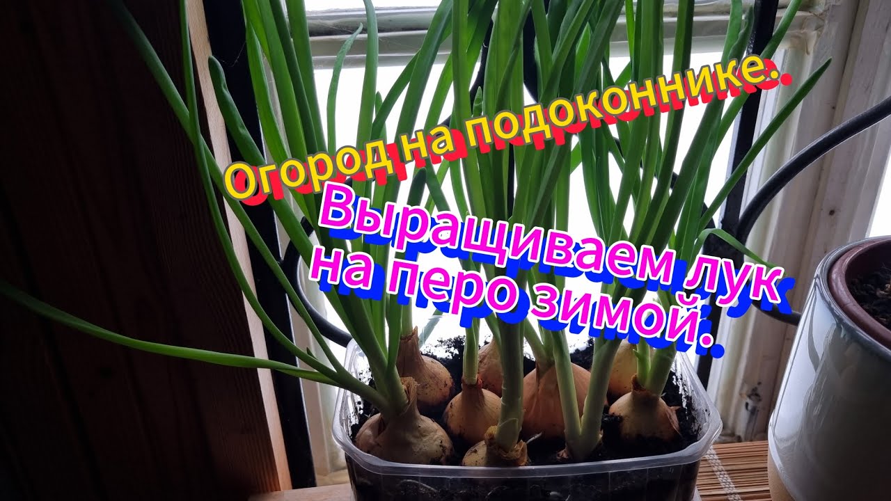 Как вырастить зелёный лучек,зимой.