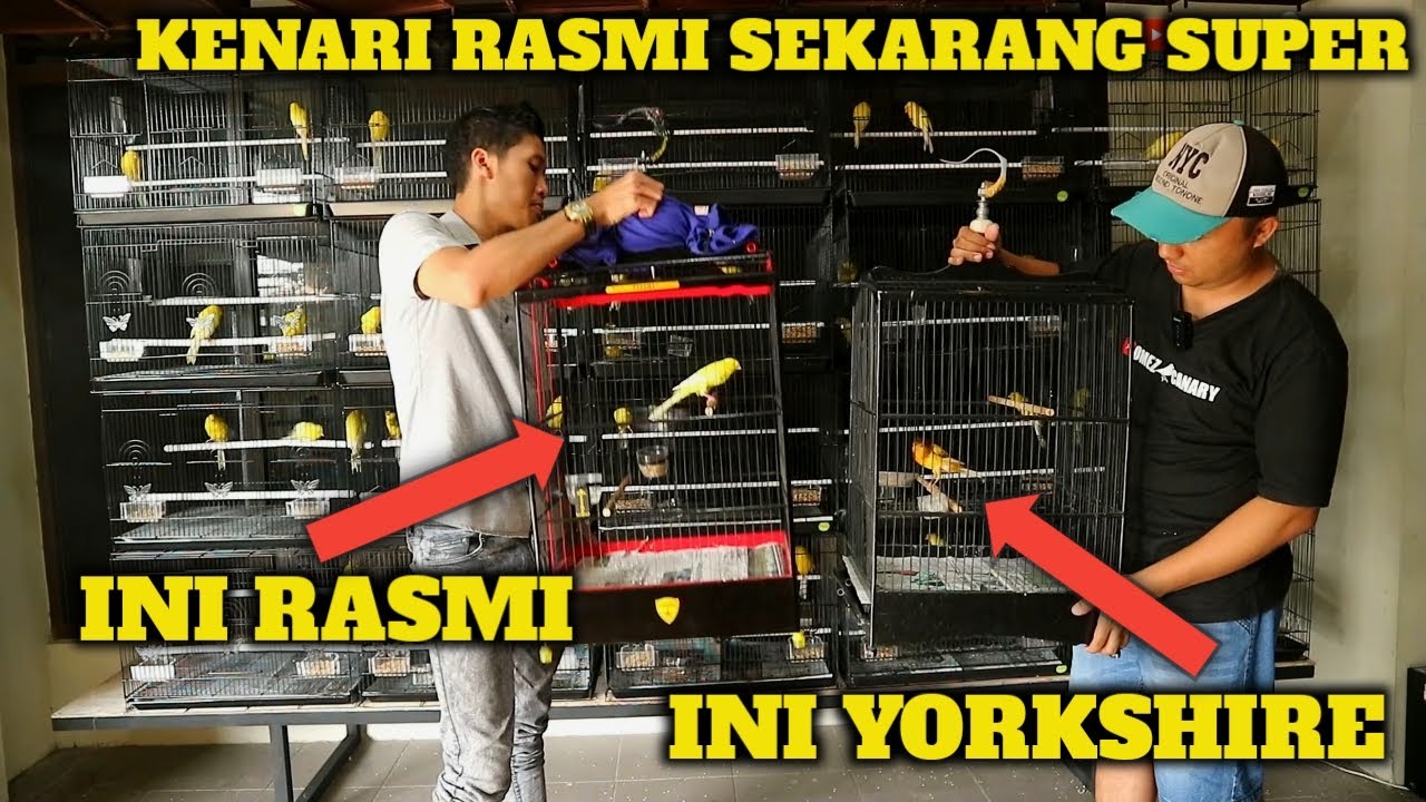 REVIEW Kenari rasmi BIGSIZE terbaru 100 ekor | Edukasi buat pemula