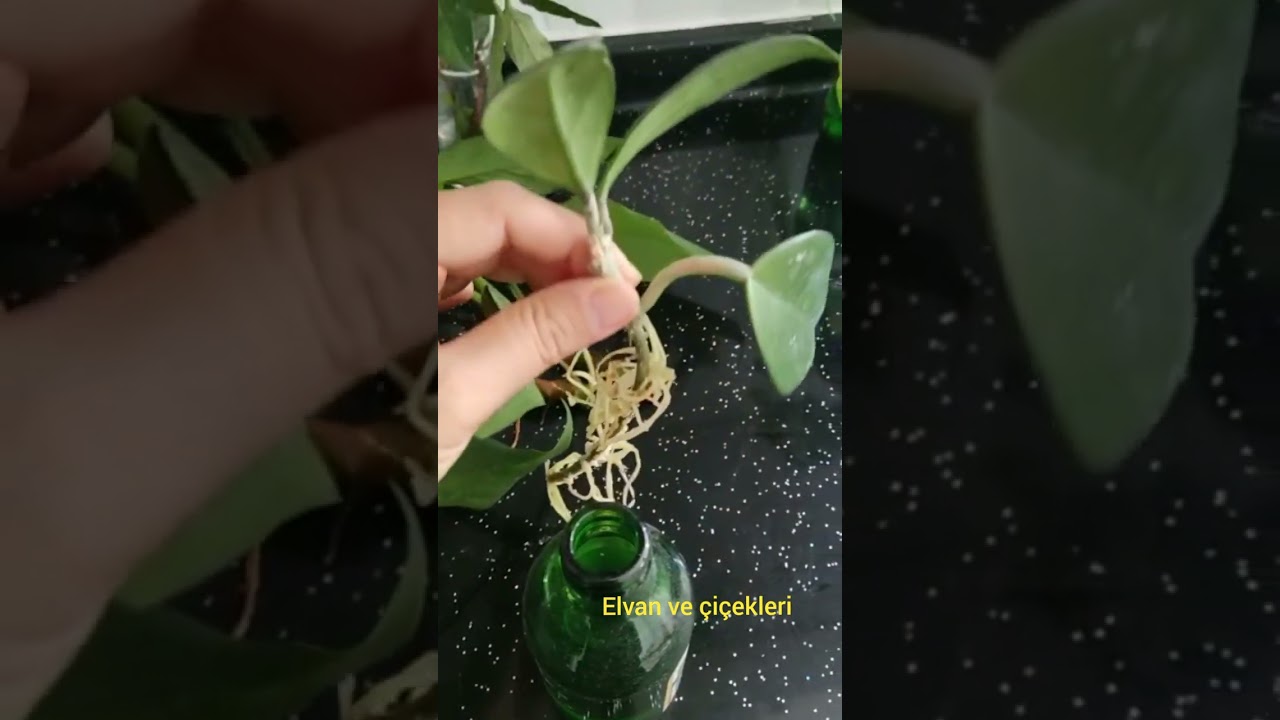 Siz de çiçeğinizi suda köklendirerek çoğaltmak ister miydiniz? videoma Bi göz atın