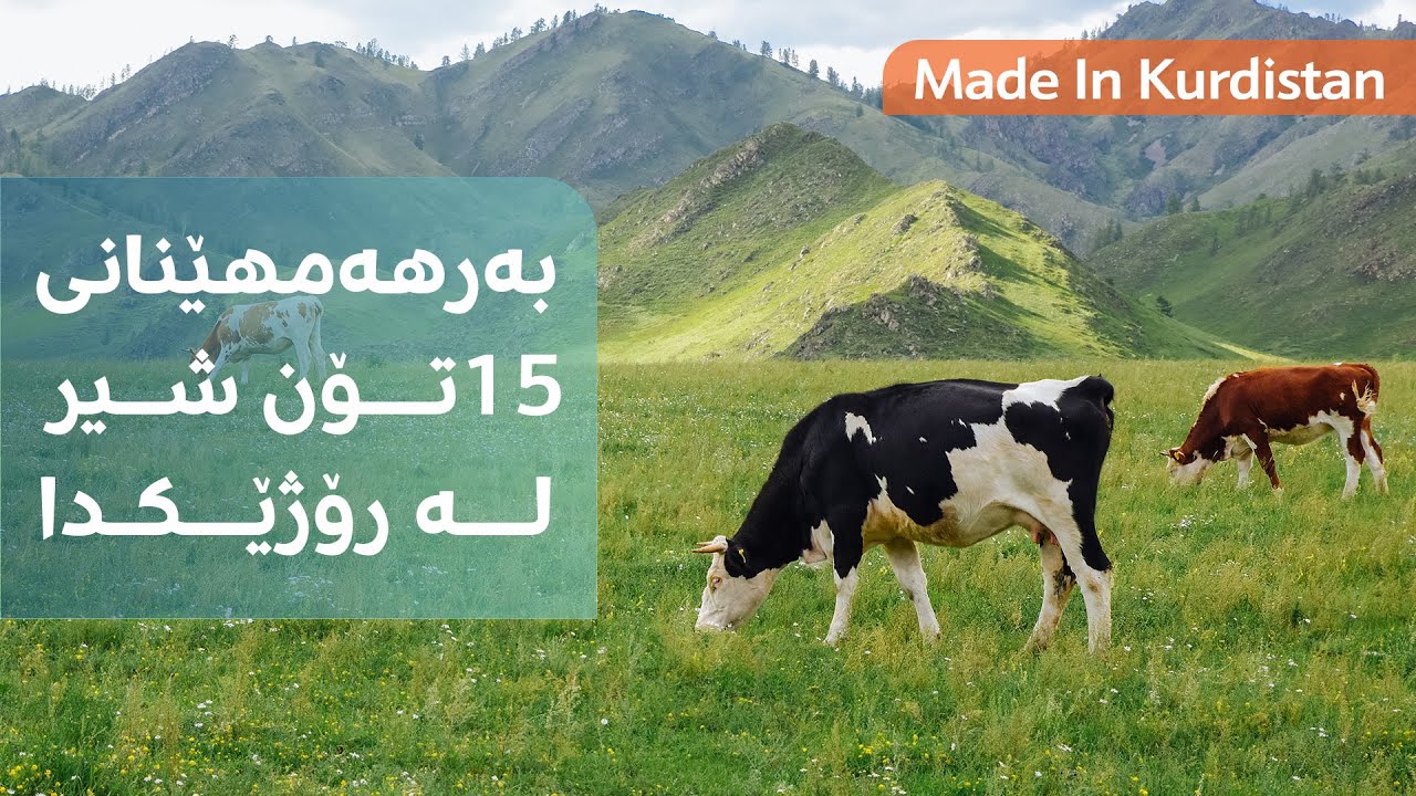 Made In Kurdistan | بەرهەمهێنانی 15 تۆن شیر لە رۆژێکدا