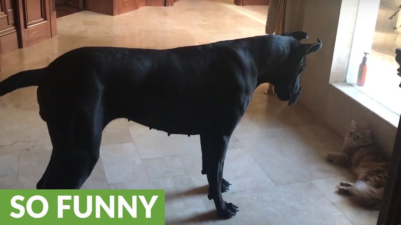 Great Dane throws hissy fit trying to play with cat
