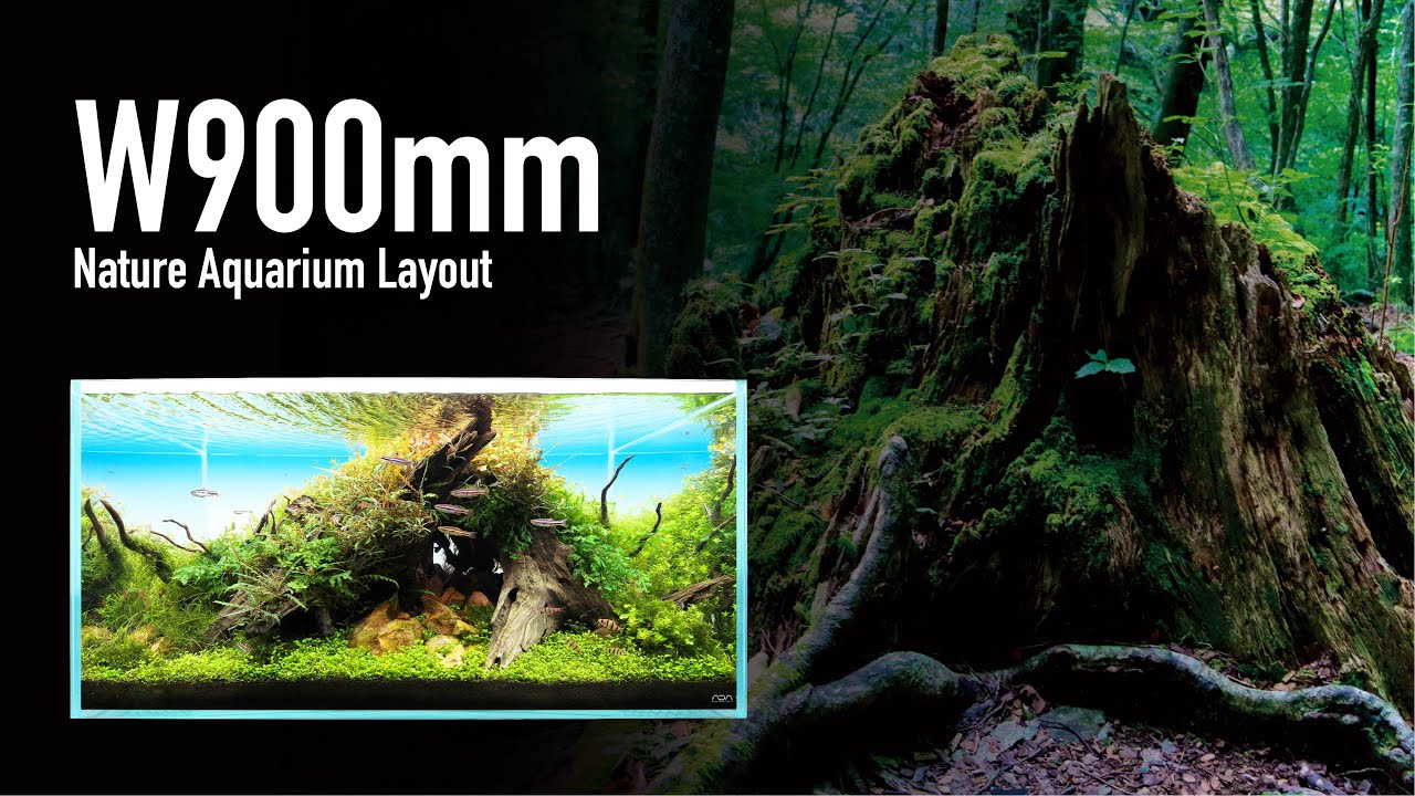 [ADAview] W900mm Nature Aquarium Layout 古株の陰影【EN/JP Sub.】